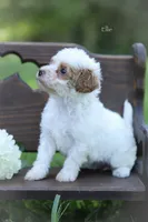Ellie, a female Poodle - Miniature  for sale in Bluford, IL – 4 of 6