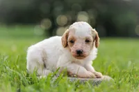 Missy, a female Poodle - Miniature  for sale in Bluford, IL – 2 of 2
