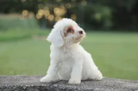 Lacey, a female Poodle - Miniature  for sale in Bluford, IL – 2 of 6