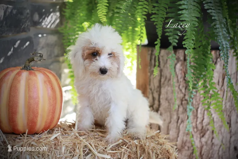 Lacey – Poodle - Miniature  puppy for sale in Bluford, IL
