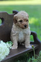 Cruiser , a male Poodle - Miniature  for sale in Bluford, IL – 5 of 7