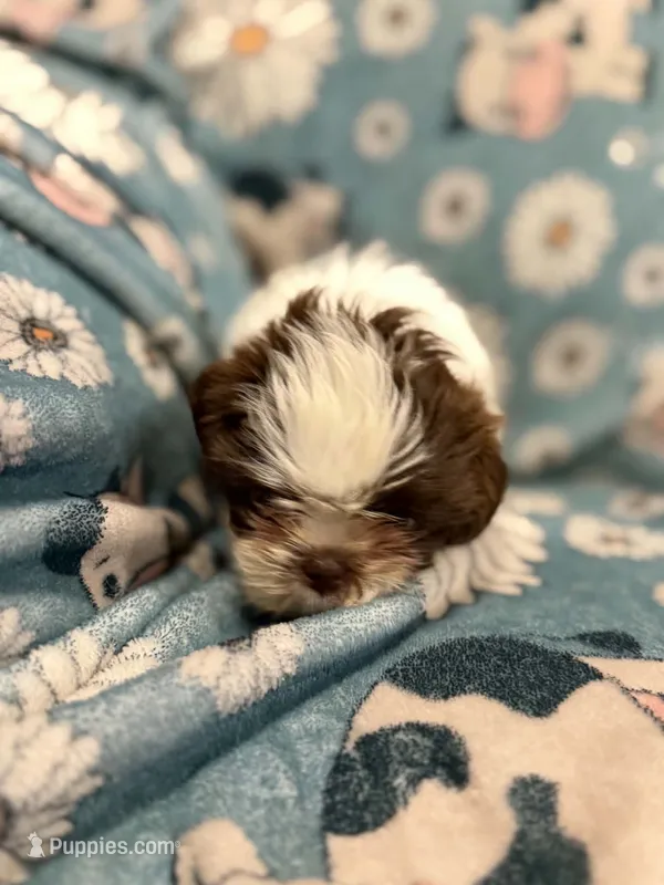 Brown and white  boy – Shih Tzu puppy for sale in Ogema, MN