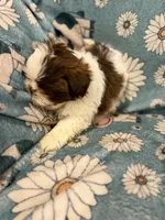 Brown and white  boy, a male Shih Tzu for sale in Ogema, MN – 4 of 5