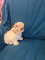 Little cream female shichon, a female Shichon for sale in Ogema, MN – 4 of 8