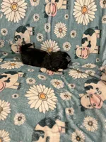 Tiny black female , a female Shih Tzu for sale in Ogema, MN – 2 of 4