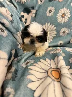 White and black girl, a female Shih Tzu for sale in Ogema, MN – 4 of 8