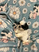 White and black girl, a female Shih Tzu for sale in Ogema, MN – 3 of 8