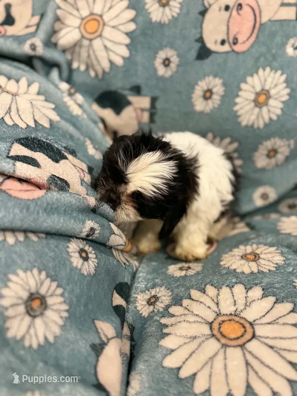 White and black male – Shih Tzu puppy for sale in Ogema, MN