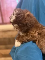 Brown boy , a male Shichon for sale in Ogema, MN – 7 of 7