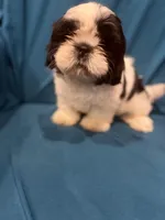 Black and white male, a male Shih Tzu for sale in Ogema, MN – 4 of 6