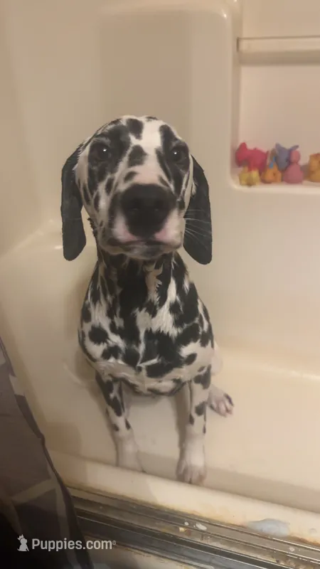 Dunkin – Dalmatian puppy for sale in Ogema, MN