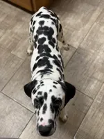 Dunkin, a male Dalmatian for sale in Ogema, MN – 4 of 6