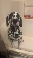 Dunkin, a male Dalmatian for sale in Ogema, MN – 5 of 6