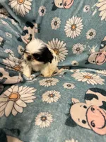 White and black girl, a female Shih Tzu for sale in Ogema, MN – 8 of 8