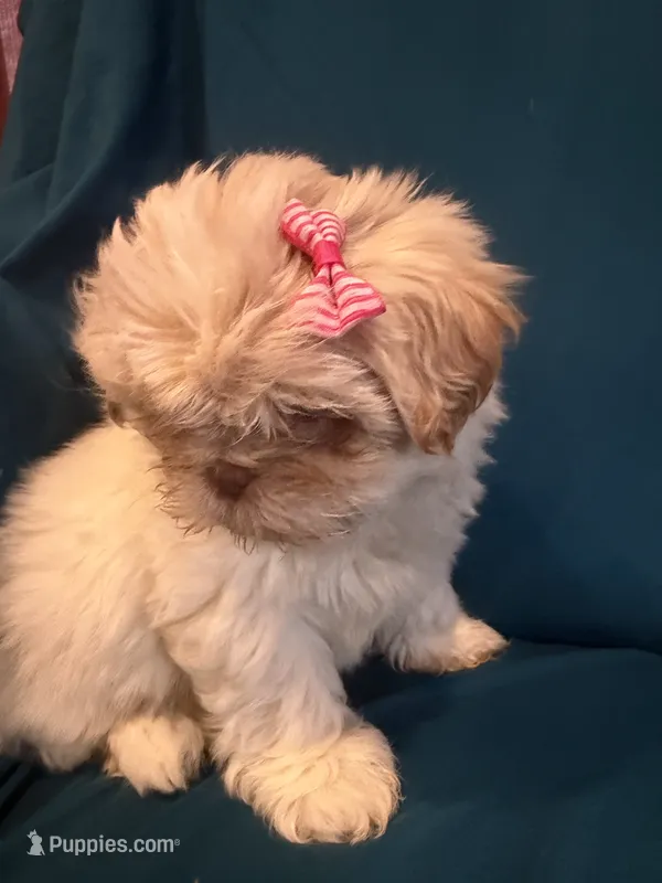 Little cream female shichon – Shichon puppy for sale in Ogema, MN