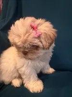 Little cream female shichon, a female Shichon for sale in Ogema, MN – 1 of 8