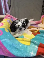 Black and white , a male Shih Tzu for sale in Ogema, MN – 4 of 7
