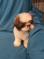 Brown and white  boy, a male Shih Tzu for sale in Ogema, MN – 6 of 10