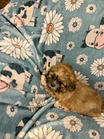  Fawn female , a female Shih Tzu for sale in Ogema, MN – 2 of 2