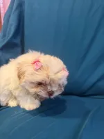 Little cream female shichon, a female Shichon for sale in Ogema, MN – 8 of 8