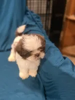 Brown and white  boy, a male Shih Tzu for sale in Ogema, MN – 8 of 10