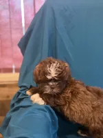 Brown boy , a male Shichon for sale in Ogema, MN – 5 of 7
