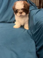 Brown and white  boy, a male Shih Tzu for sale in Ogema, MN – 9 of 10