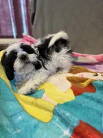 Black and white , a male Shih Tzu for sale in Ogema, MN – 6 of 7