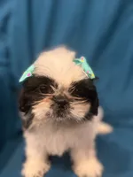 White and black girl, a female Shih Tzu for sale in Ogema, MN – 3 of 6