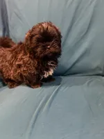 Black boy, a male Shichon for sale in Ogema, MN – 4 of 7