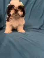 White and black girl, a female Shih Tzu for sale in Ogema, MN – 5 of 6