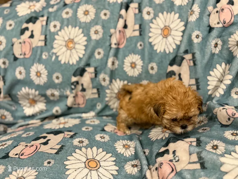 Little brown girl  – Shih Tzu puppy for sale in Ogema, MN