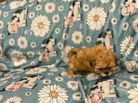 Little brown girl , a female Shih Tzu for sale in Ogema, MN – 1 of 3