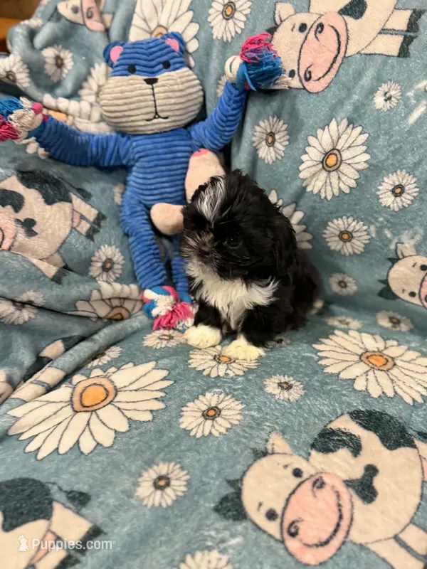 Tiny black female  – Shih Tzu puppy for sale in Ogema, MN