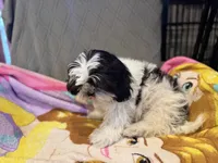 Black and white , a male Shih Tzu for sale in Ogema, MN – 7 of 7