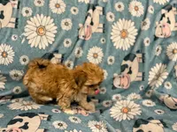 Little brown girl , a female Shih Tzu for sale in Ogema, MN – 2 of 3