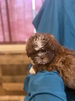 Brown boy , a male Shichon for sale in Ogema, MN – 2 of 7