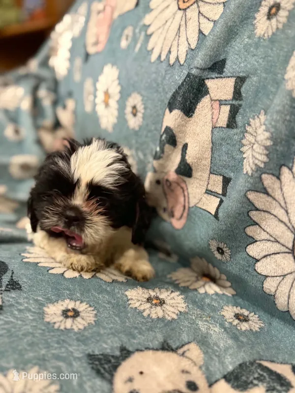 White and black male – Shih Tzu puppy for sale in Ogema, MN