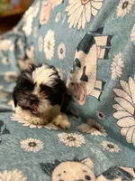 White and black male, a male Shih Tzu for sale in Ogema, MN – 1 of 4