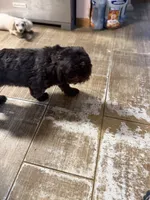 Ace, a male Shih Tzu for sale in Ogema, MN – 4 of 4