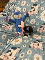 Tiny black female , a female Shih Tzu for sale in Ogema, MN – 3 of 4