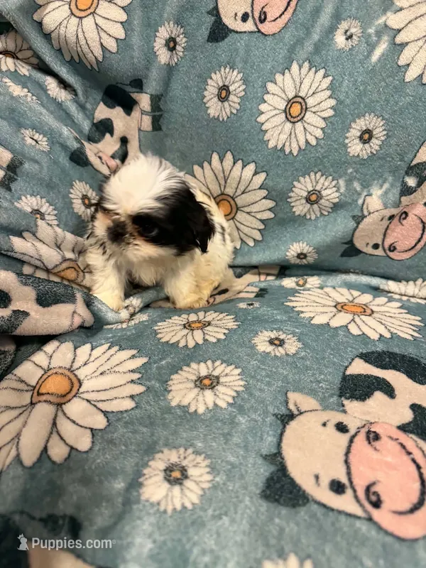 White and black girl – Shih Tzu puppy for sale in Ogema, MN