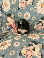 Tiny black female , a female Shih Tzu for sale in Ogema, MN – 4 of 4