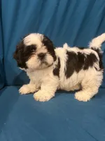 Black and white male, a male Shih Tzu for sale in Ogema, MN – 6 of 6