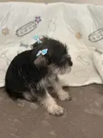 Shana, a female Miniature Schnauzer for sale in Ogema, MN – Photo 4 of 4