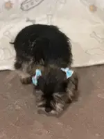 Shana, a female Miniature Schnauzer for sale in Ogema, MN – Photo 2 of 4