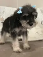 Shana, a female Miniature Schnauzer for sale in Ogema, MN – Photo 1 of 4