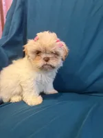 Little cream female shichon, a female Shichon for sale in Ogema, MN – 6 of 8