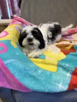 Black and white , a male Shih Tzu for sale in Ogema, MN – 3 of 7
