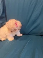 Little cream female shichon, a female Shichon for sale in Ogema, MN – 2 of 8